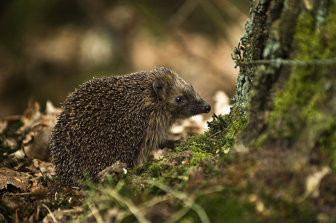 Sur les traces du hérisson | Fête de la Nature