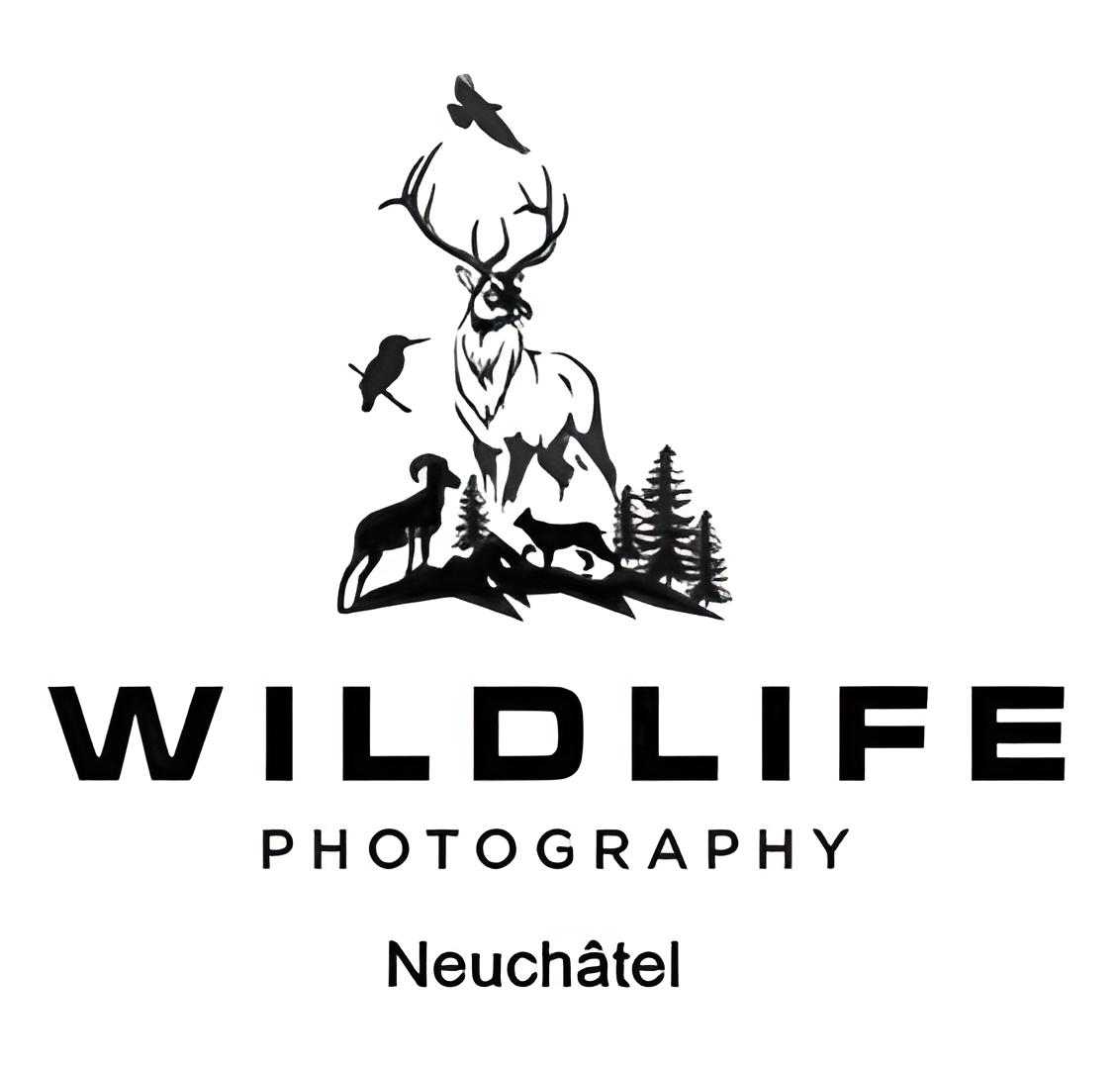 organizer-logo